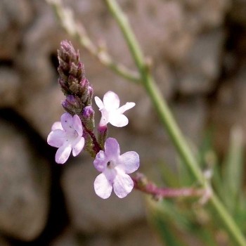 Common Vervain (Verbena Officinalis)